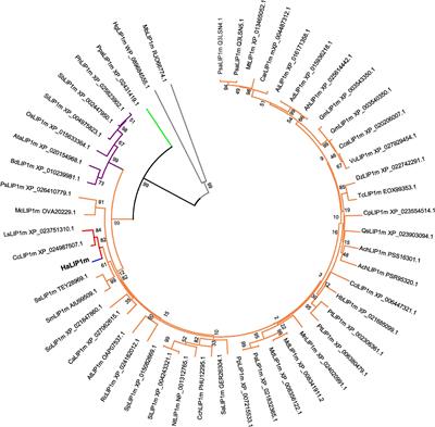 Characterization of Helianthus annuus Lipoic Acid Biosynthesis: The Mitochondrial Octanoyltransferase and Lipoyl Synthase Enzyme System